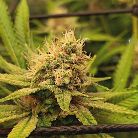 Hella Jelly #1 growlog timeline photo
