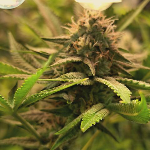Hella Jelly #1 growlog timeline photo