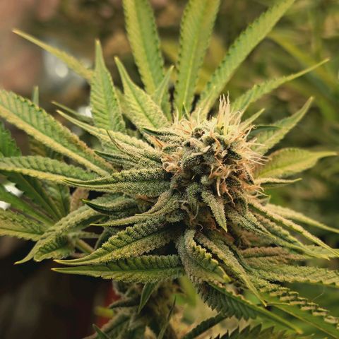 Hella Jelly #1 growlog timeline photo