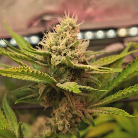 Hella Jelly #1 growlog timeline photo
