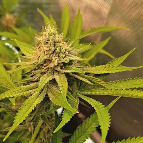 Hella Jelly #1 growlog timeline photo