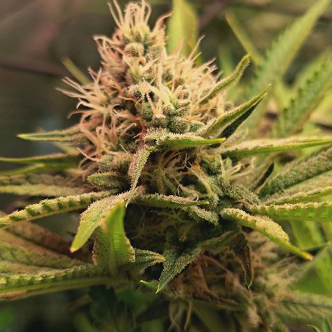 Hella Jelly #1 growlog timeline photo