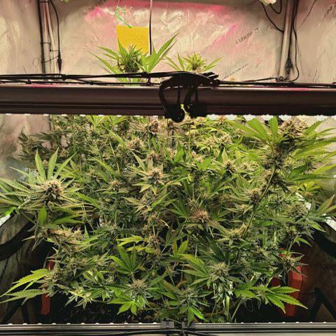 Hella Jelly #1 growlog timeline photo
