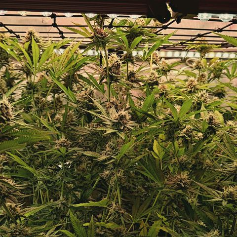 Hella Jelly #1 growlog timeline photo