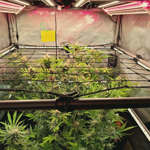 Hella Jelly #1 growlog timeline photo