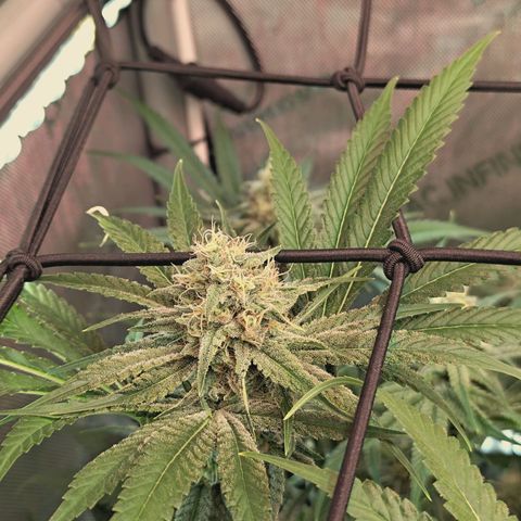 Hella Jelly #1 growlog timeline photo