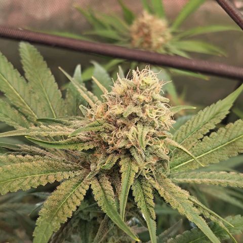 Hella Jelly #1 growlog timeline photo
