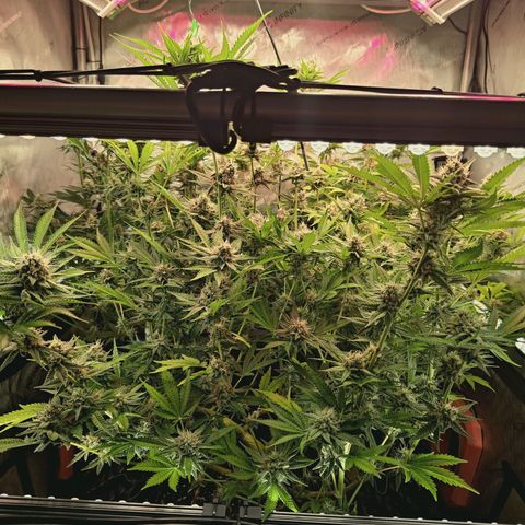 Hella Jelly #1 growlog timeline photo