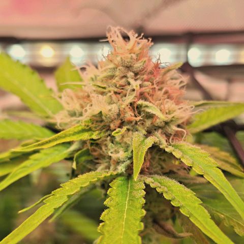 Hella Jelly #1 growlog timeline photo