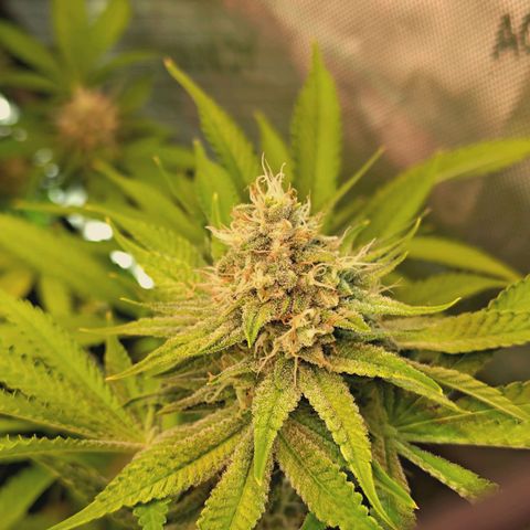 Hella Jelly #1 growlog timeline photo