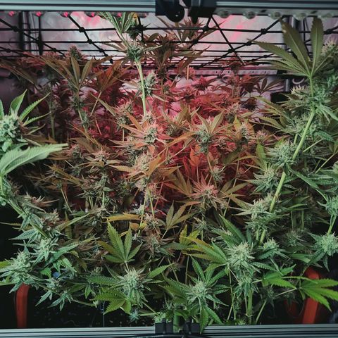Hella Jelly #1 growlog timeline photo