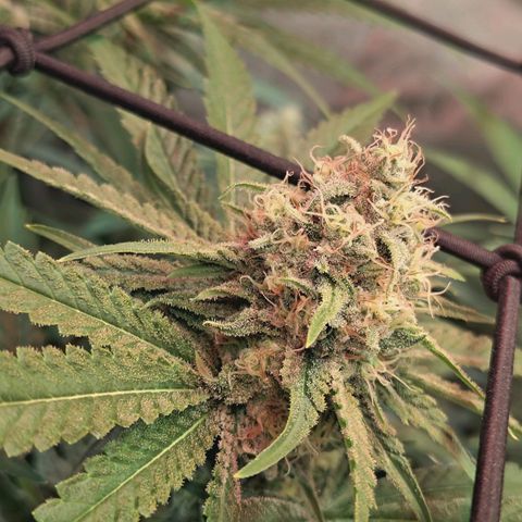 Hella Jelly #1 growlog timeline photo