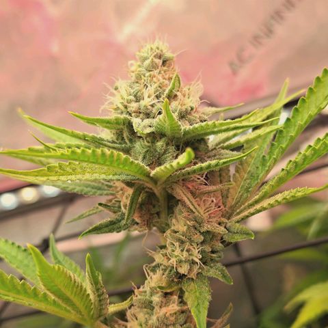 Hella Jelly #1 growlog timeline photo