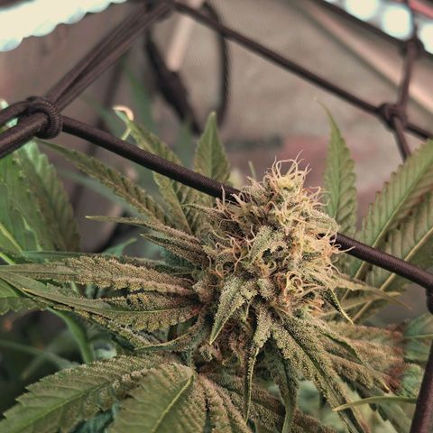 Hella Jelly #1 growlog timeline photo