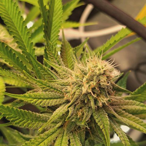 Hella Jelly #1 growlog timeline photo