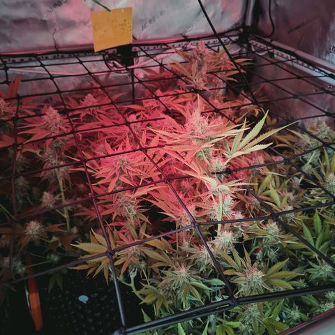 Hella Jelly #1 growlog timeline photo