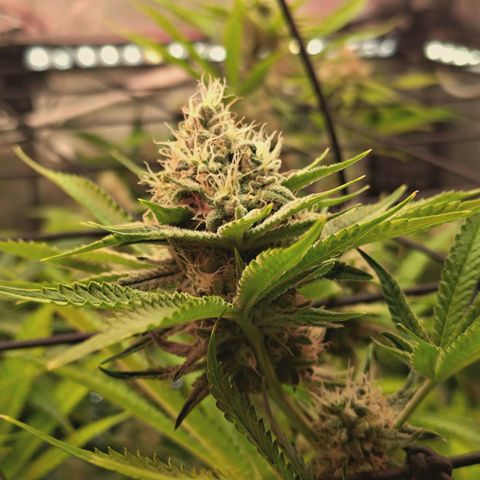 Hella Jelly #1 growlog timeline photo