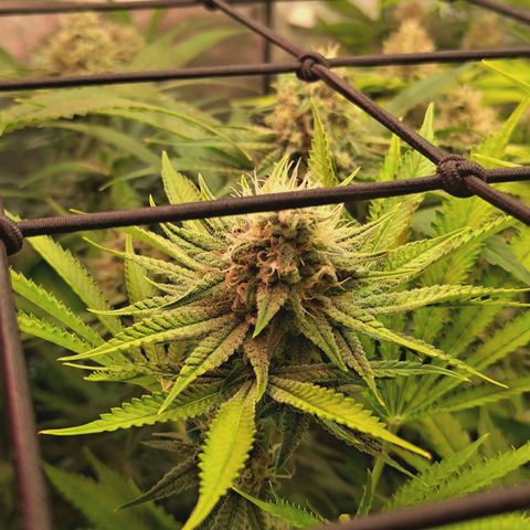 Hella Jelly #1 growlog timeline photo