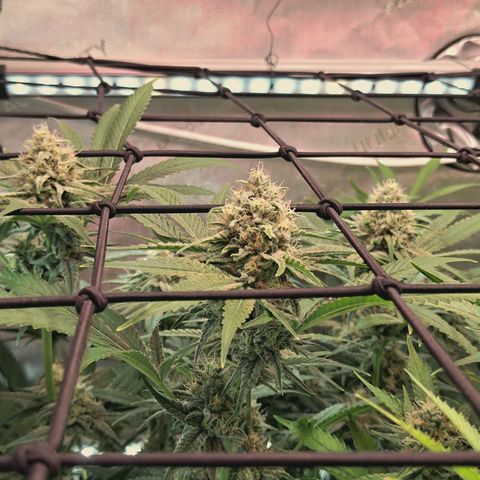 Hella Jelly #1 growlog timeline photo