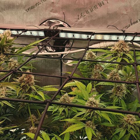 Hella Jelly #1 growlog timeline photo
