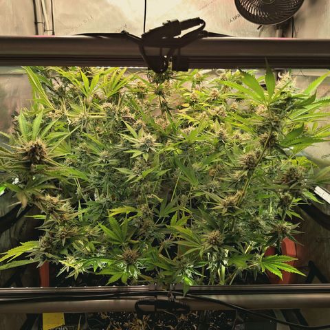 Hella Jelly #1 growlog timeline photo