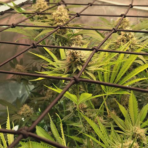 Hella Jelly #1 growlog timeline photo