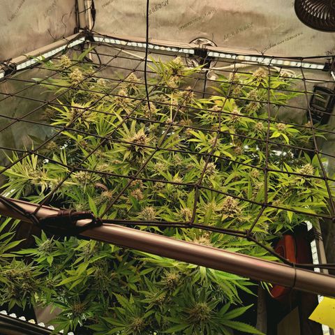 Hella Jelly #1 growlog timeline photo
