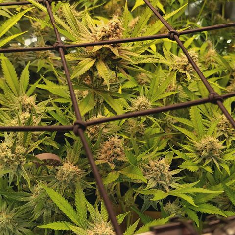 Hella Jelly #1 growlog timeline photo