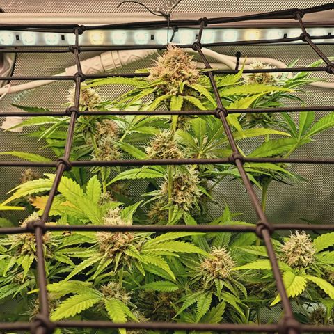 Hella Jelly #1 growlog timeline photo
