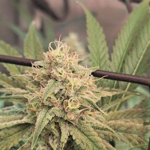 Hella Jelly #1 growlog timeline photo