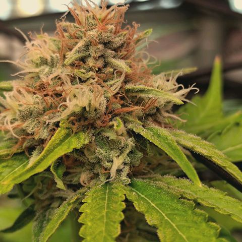 Hella Jelly #1 growlog timeline photo