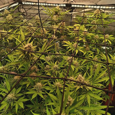 Hella Jelly #1 growlog timeline photo