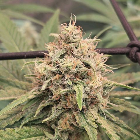 Hella Jelly #1 growlog timeline photo