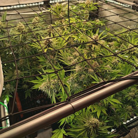 Hella Jelly #1 growlog timeline photo
