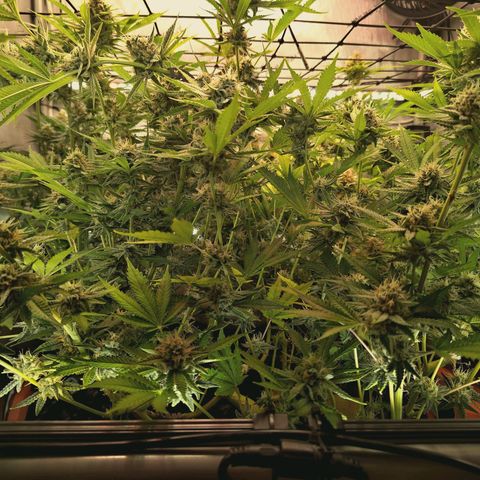 Hella Jelly #1 growlog timeline photo