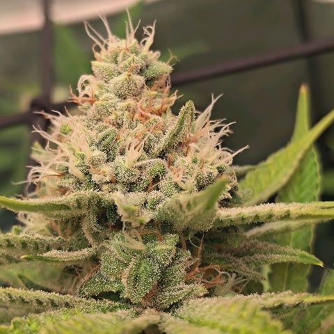Hella Jelly #1 growlog timeline photo