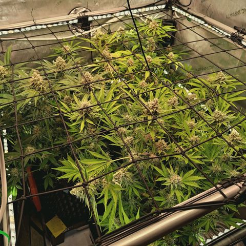 Hella Jelly #1 growlog timeline photo