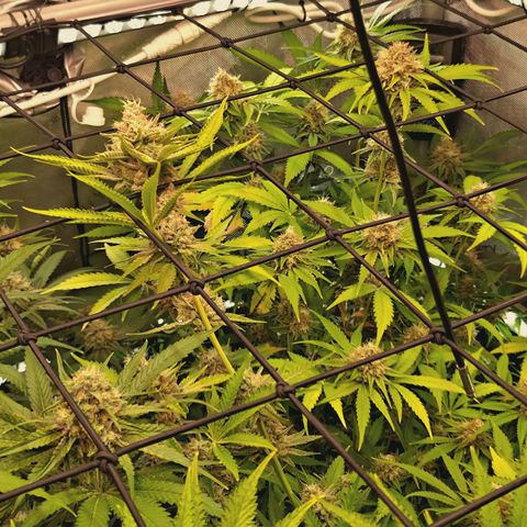 Hella Jelly #1 growlog timeline photo