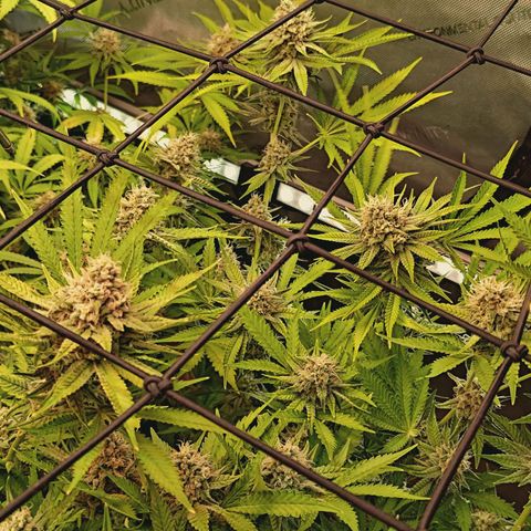 Hella Jelly #1 growlog timeline photo