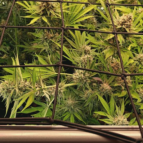 Hella Jelly #1 growlog timeline photo