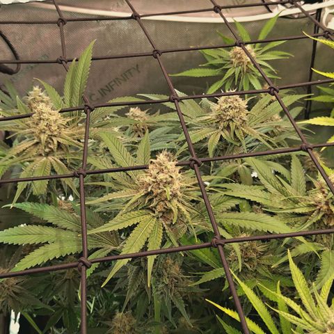 Hella Jelly #1 growlog timeline photo