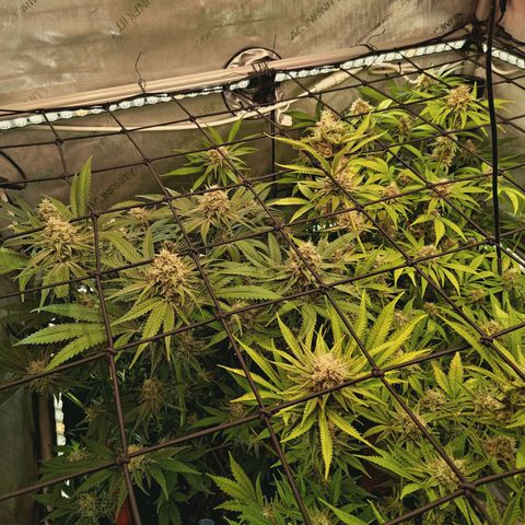 Hella Jelly #1 growlog timeline photo