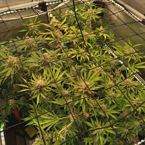 Hella Jelly #1 growlog timeline photo