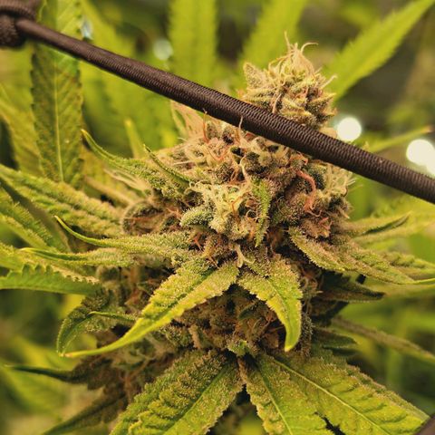 Hella Jelly #1 growlog timeline photo