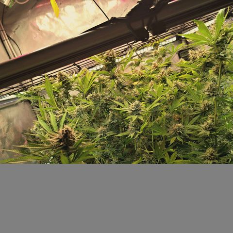 Hella Jelly #1 growlog timeline photo