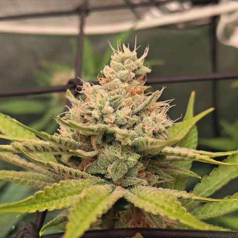 Hella Jelly #1 growlog timeline photo
