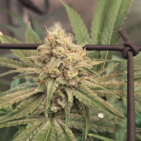 Hella Jelly #1 growlog timeline photo