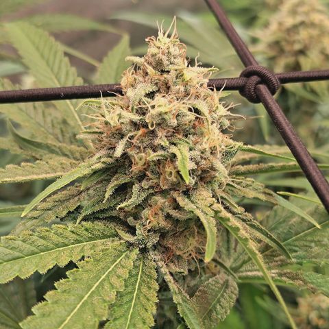 Hella Jelly #1 growlog timeline photo