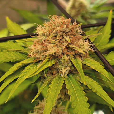 Hella Jelly #1 growlog timeline photo