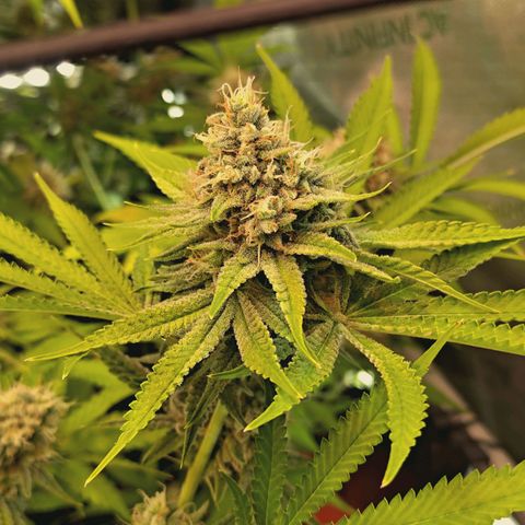 Hella Jelly #1 growlog timeline photo